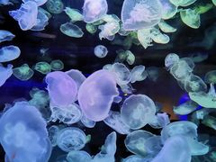 -华夏文旅海洋公园