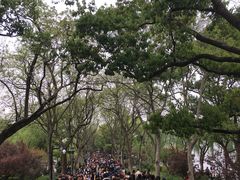 -西湖外事游船(花港观鱼码头)