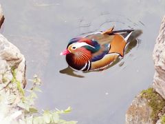 -拙政园