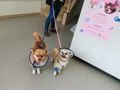 -凯瑞希宠物医院·狂犬免疫·微创·皮肤科