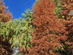 -昆山城市生态森林公园