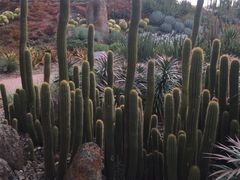 -墨尔本皇家植物园