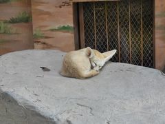 -上海野生动物园