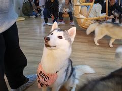 桃心-Husky Go! 哈士奇体验馆·宠物咖啡厅狗咖