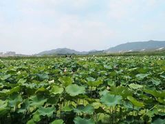 -光明小镇欢乐田园