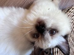 -楼上猫咖(罗湖店)