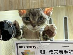 -momokira米努特·德文卷毛猫·棉花面纱犬