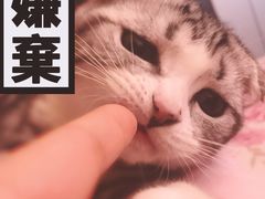 -爱宠屋pet shop·宠物洗澡·宠物美容