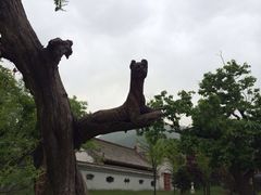 iphone_upload_pic-西安秦岭野生动物园