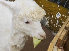 -正佳雨林生态植物园