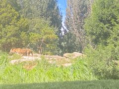 -北京野生动物园