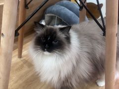 -滚猫咖啡·猫咖·猫友好撸猫(未来城店)