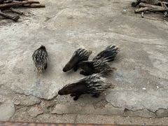 -昆明动物园