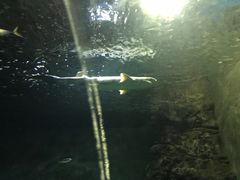 -凯莉-塔尔敦海洋生物水族馆