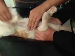 -伟伟宠物医院·瑞派猫友好医院·猫科(光谷店)