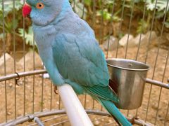 -南宫五洲植物乐园