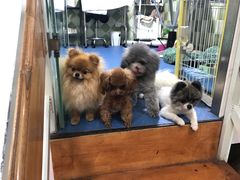 -读宠于你·约克夏比熊·睫角守宫·爬宠售卖(高新店)