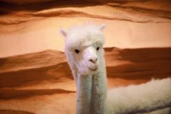 -酷嗒动物文化乐园(cutezoo西溪乐天城店)