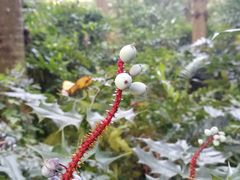 -广西壮族自治区药用植物园
