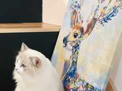 -瞄一喵猫咖(格力海岸店)