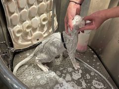 -PETKIT 小佩宠物·低压洗护·美容·寄养(安远店)