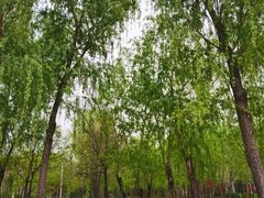 -东升八家郊野公园