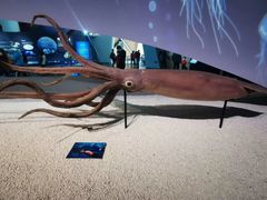 -贝林大翅鲸简餐厅(国家海洋博物馆店)