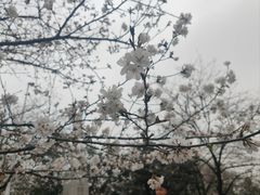 -武汉大学-樱园