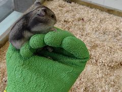 -怪兽屋·羊驼·猫咖·狗咖(俊华广场店)