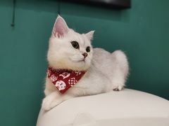 -飞行喵MR PILOT|猫舍·猫咖(静安大融城店)