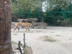 -上海野生动物园老虎餐厅