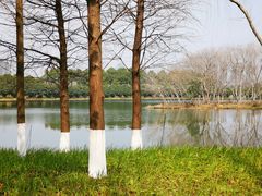 -洋湖国家湿地公园
