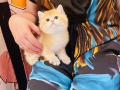 -欣宠猫屋·矮脚拿破仑·蓝金金渐层