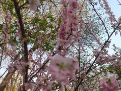 -桃花堤公园