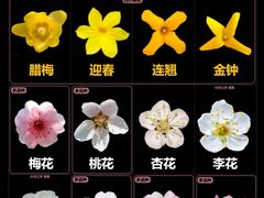 -桃花堤公园