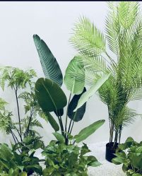 -VE专注问题肌·赛诺龙&科学美肤中心