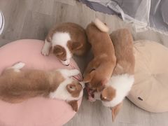 -浣熊柯尔鸭土拨鼠·电玩咖