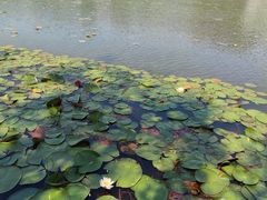-上海鲜花港