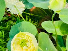 -上海植物园-4号门售票处