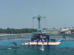 -秦皇岛乐岛海洋王国