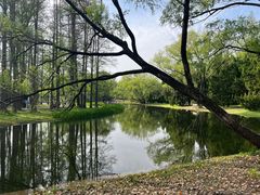 -上海共青森林公园