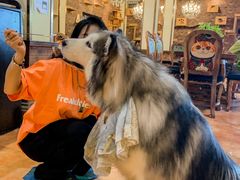 -more than meow吴止猫主题餐厅(承德 中船汇店)