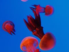 -上海海洋水族馆