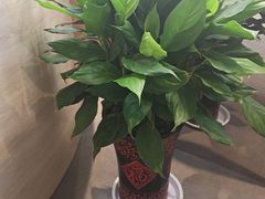 -杨翔豆皮涮牛肚(万和城店)