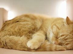 -猫儿山۰猫主题餐厅