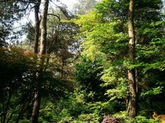 -铁山坪森林公园