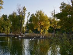 -金塔沙漠胡杨林景区