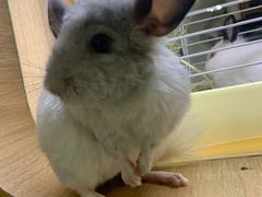 -藦茜花园宠物主题亲子互动体验馆(国顺东路店)