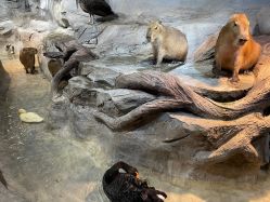 -Zoolung Zoolung动物主题公园(海信广场店)