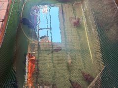 -蓝湾碧波·老字号·疍家非遗海上餐厅